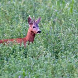 PART DE CHASSE DANS LE RIED  ALSACIEN