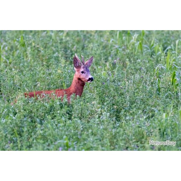 PART DE CHASSE DANS LE RIED  ALSACIEN