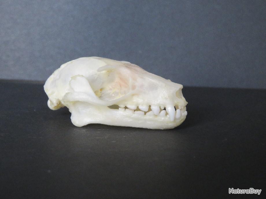 Véritable crâne de chauve souris Hipposideros Bicolor 25 mm  ostéologie