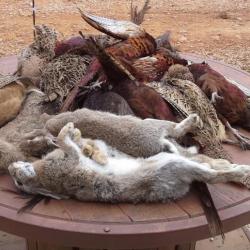 Chasse privee au petit gibier devant soi dans le 66