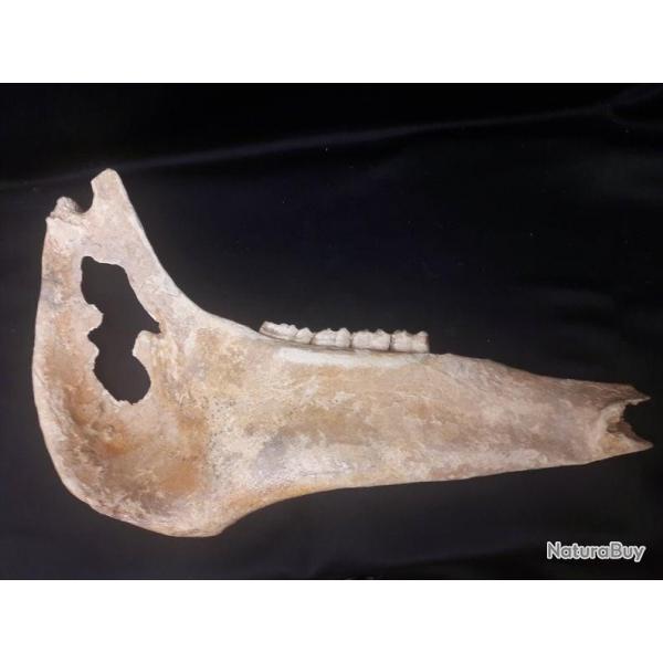 Fossile de mchoire de cheval du Plistocne