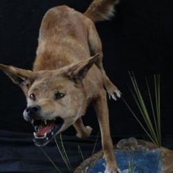 taxidermie dingo  très rare taxidermy dingo