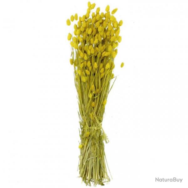 Bouquet fleurs sches phalaris jaune - 70 cm