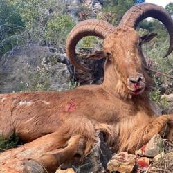 Approche en Espagne  / Barbery sheep, mouflon à manchette