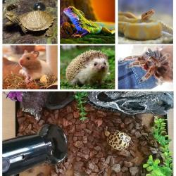 Ampoule Chauffante Ceramique Noir pour Reptiles, Modele: 75W