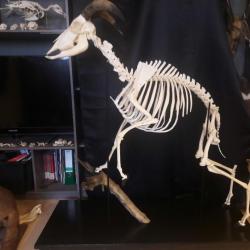 Squelette complet de Mouflon à manchettes (Aoudad)