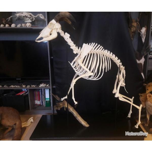Squelette complet de Mouflon  manchettes (Aoudad)
