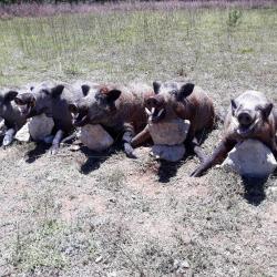 chasse aux grands sangliers attilas en turquie