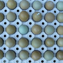 Lot Oeufs de faisans et perdrix