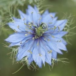 Graines Nigelle de Damas, bio