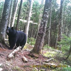 CHASSE A L'OURS NOIR D'AMERIQUE.... guide de chasse a l'ours depuis 1991, 90% succes.