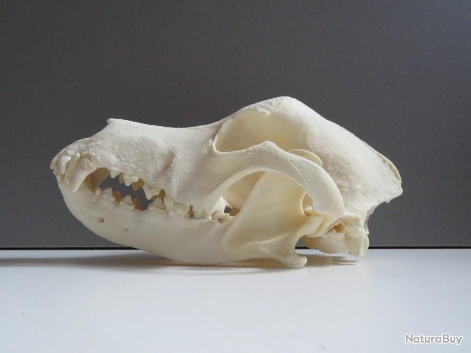 Véritable crâne d'un castor du Canada Canadensis taxidermie ostéologie trophée 