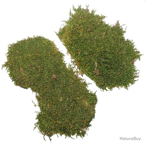 Mousse plate verte stabilise - 150 grammes