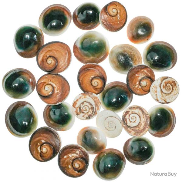 Opercules de turbo verts bruts ou oeil de shiva - 2  3 cm - Lot de 10