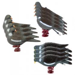 Pack 12 pigeons ramiers actifs avec pattes