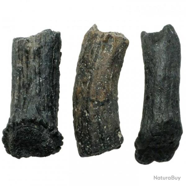 Bois de cervid fossile - 6  7 cm - A l'unit