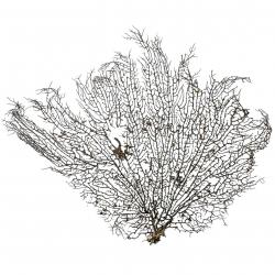 Gorgone ou éventail de mer déco - 50 x 42 cm