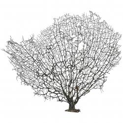 Gorgone ou éventail de mer déco - 56 x 50 cm