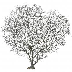 Gorgone ou éventail de mer déco - 45 x 42 cm