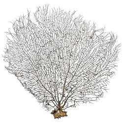 Gorgone ou éventail de mer déco - 42 x 40 cm