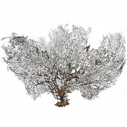 Gorgone ou éventail de mer déco - 60 x 42 cm