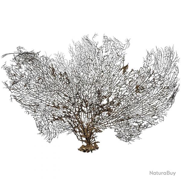 Gorgone ou ventail de mer dco - 60 x 42 cm