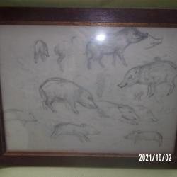 dessin etude de jeunes sangliers