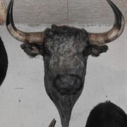 trophée   tete de toros (taureau ) de corridas naturalisée taxidermie 4