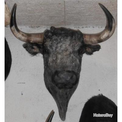 ancien trophée tete de toros corrida   naturalisée  taxidermie toros 
