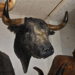 trophée   tete de toros (taureau ) de corridas naturalisée taxidermie 1