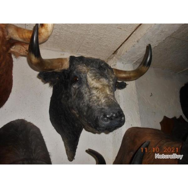 trophe   tete de toros (taureau ) de corridas naturalise taxidermie 1