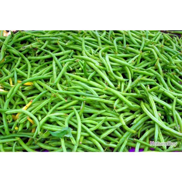 Lot de 50 Graines de Haricot Vert Nain Rugally - Varit Droite et Charnue -Reproductibles & Naturel