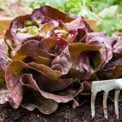 Lot de 500 Graines de Laitue Red Salad Bowl - Variété Croquante - Riche en Nutriments - 100% Naturel