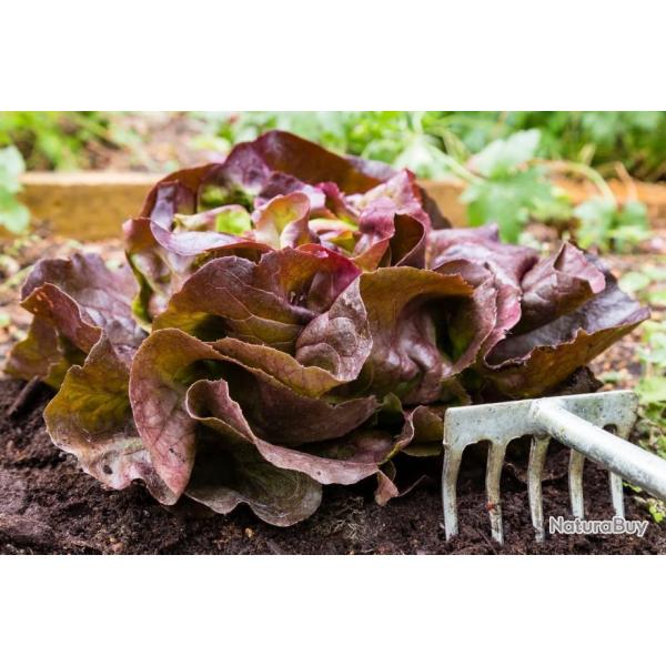 Lot de 500 Graines de Laitue Red Salad Bowl - Varit Croquante - Riche en Nutriments - 100% Naturel