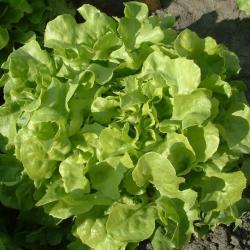 Lot de 500 Graines de Laitue Salad Bowl - Riche en Nutriments et Minéraux -  Reproductible & Naturel