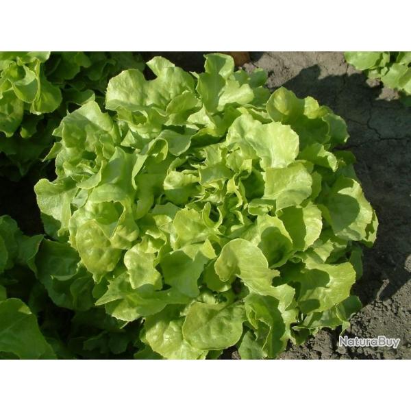 Lot de 500 Graines de Laitue Salad Bowl - Riche en Nutriments et Minraux -  Reproductible & Naturel
