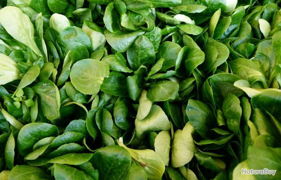 400 Graines de Cresson Alénois - légumes ancien salade - semences paysannes