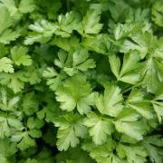 Aubergine Rotonda Bianca Di Sfumata - Solanum Melongena Le Sachet De 200 Graines Environ (1g - Foto 5