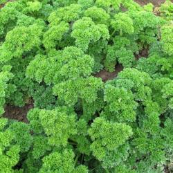 Lot de 500 Graines de Persil Frise Vert Fonce - Plante aromatique - 100 % Reproductibles et Naturel