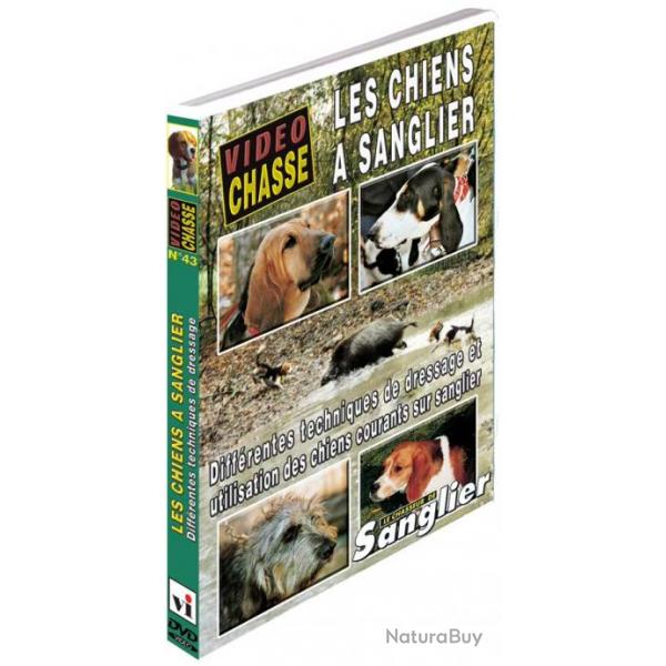 Les chiens a sanglier - Chasse du grand gibier - Vido Chasse