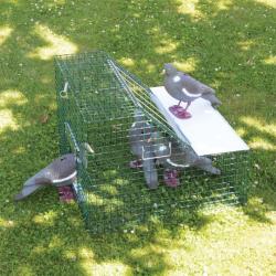 Piège à pigeons double entrée