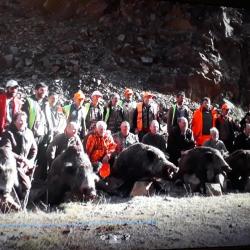 battue de sangliers en turquie