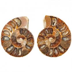 Petite ammonite fossile sciée - La paire 1 à 2 cm