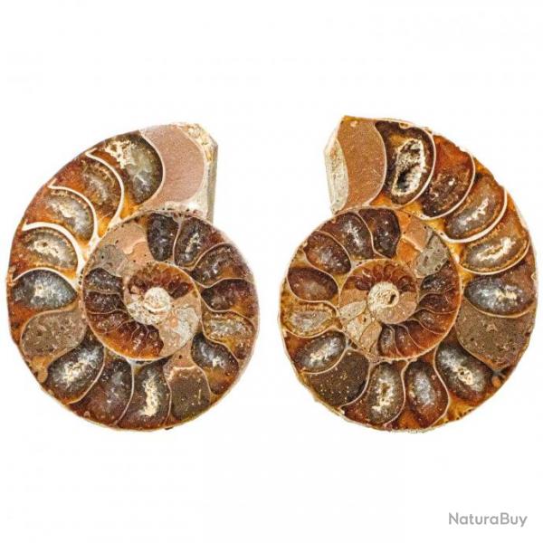 Petite ammonite fossile scie - La paire 1  2 cm