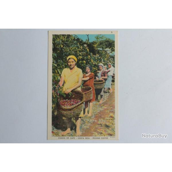 CPA Costa Rica Cogida de caf Picking coffee