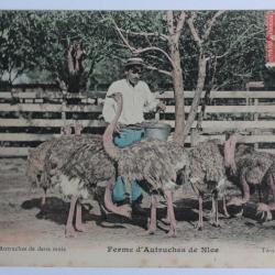 CPA Alpes-Maritimes Ferme d'Autruches Nice Petites autruches deux mois