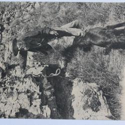 CPA Yonne Vallée de la Cure St-Moré Père Leuleu Chasse aux Serpents