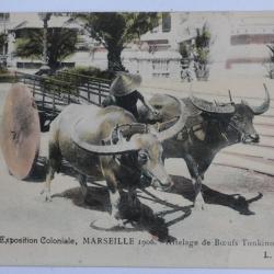CPA Marseille Exposition coloniale Attelage de Boeufs Tonkinois