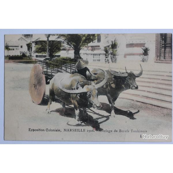 CPA Marseille Exposition coloniale Attelage de Boeufs Tonkinois