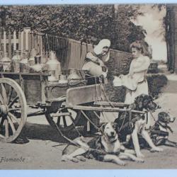 CPA Belgique Laitière Flamande Attelage de chiens